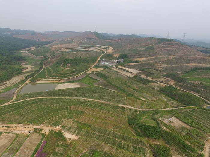 百岗苗木基地鸟瞰图